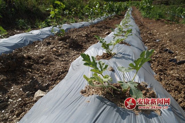 һLϲˣYֽB@һN ۵ă(yu)|(zh)ƷNĿǰЈϡȱۃrͨƷN.JPG