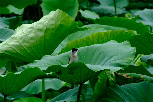 ǰɽˮ B(nio)Z(y)x(chng)Q