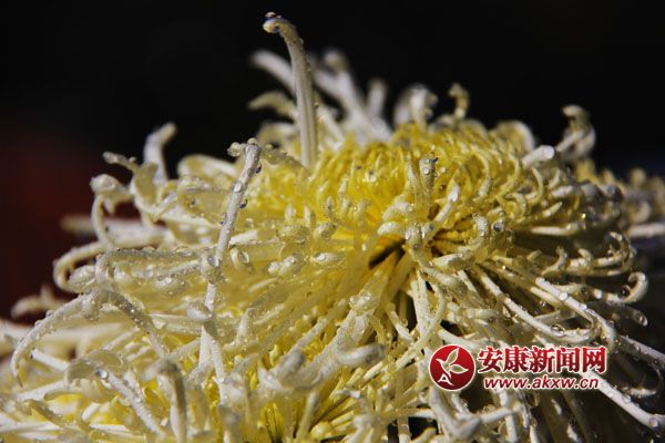 9ջʢ_磬ƢӭL(fng)ŭţ׿ȻSٻͬcٻcscĺɠG