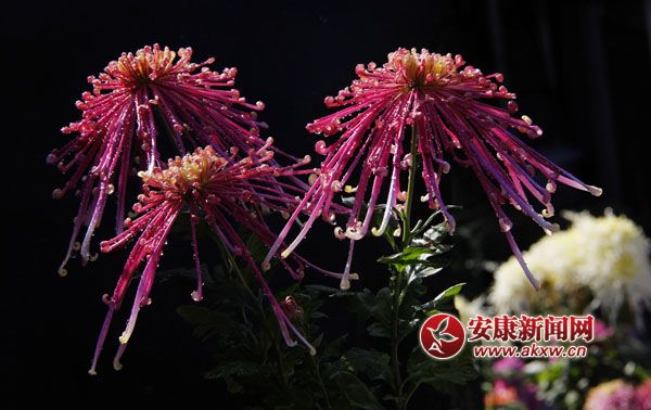 2ջʒɪL(fng)Џ׌c(din)ļ(ji)ˎ׷͜ɫջ_ûF(tun)\ء涷G׌pĐĿĕ