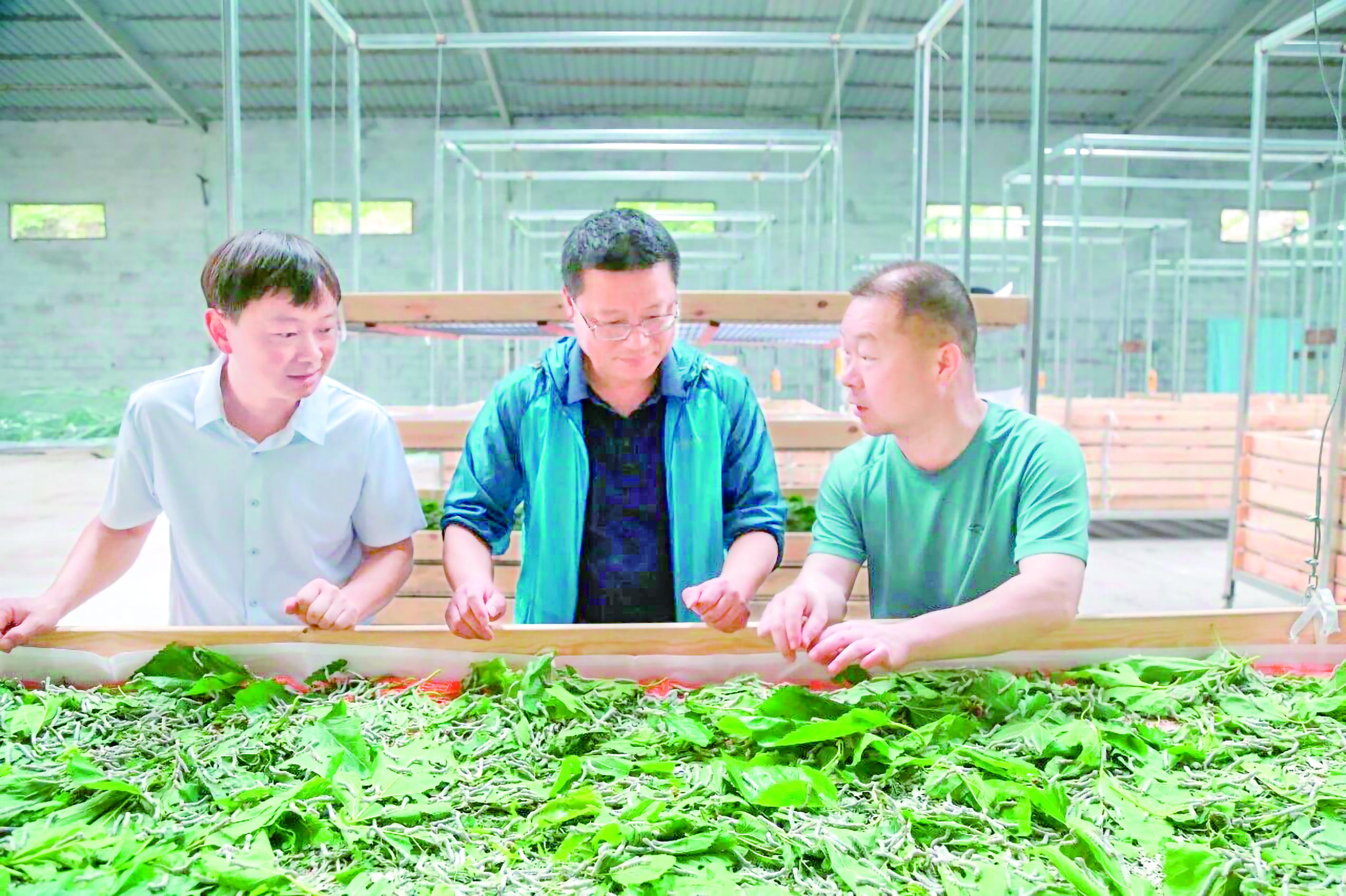 農(nóng)業(yè)部門技術(shù)人員仔細(xì)查看蠶苗進(jìn)食與生長狀態(tài) 柯賢芳 攝
